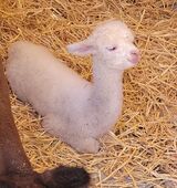 1st cria Challenger's Cherie Amour