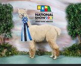 Male Cria Hobby Horse Ramac