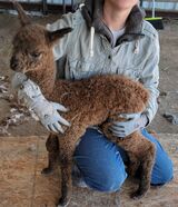 Before cria shearing