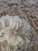 first fleece 04/21/2024