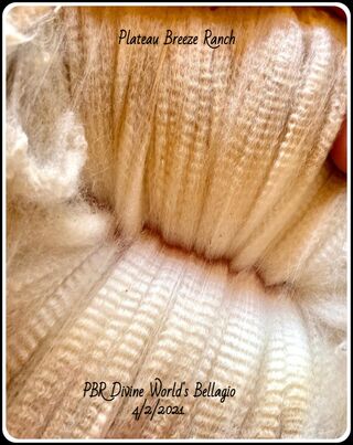 PBR Divine World's Bellagio award winning fleece