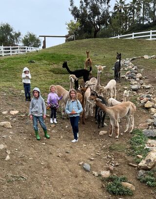 WHO DOESN'T LOVE MINGLING WITH THE ALPACAS?