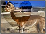 PBR SCOUT'S MAGICAL RAINBOW-SHEARED 7/25/2023