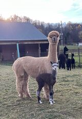 With 2024 KCF Denali cria!!