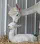 With mom just hours old.