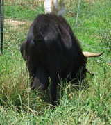 Geronimo Rear View. July 28, 2019