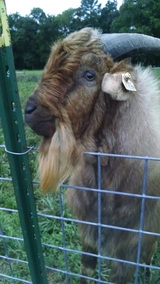 Simba as a yearling 2016