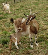 Mamie & her kid buckling, Santana. March 2019