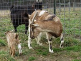 Mamie & kid buckling, Santana with kid's sire WYN Geronimo opposite fence. March 2019