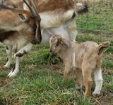 Mamie & her kid buckling, Santana. March 2019