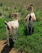 Mamie (right) & 2020 Doeling