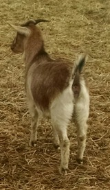 Salsa as a yearling in Feb. 2016