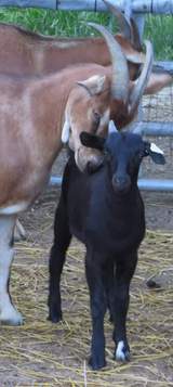 Salsa loves her boy, Buddy. July 2, 2019