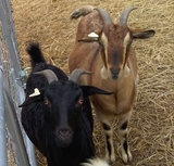 Shade (left) with her twin Maple. Winter 2019