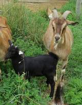 Buddy Boy and his Dam - Salsa July 2019