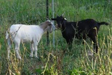 Buddy Boy & his companion Moonspun Bonny. Aug 2019