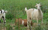 Louise with herd mates, Lula Mae & Juliet. Sept 2019