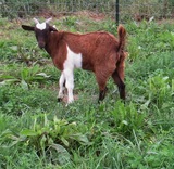 Pretty boy has white markings with chocolate