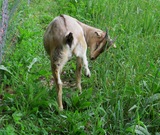 Santana about 90 days old rear view