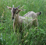 Santana in pasture about 90 days old