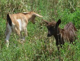 Zanna & her twin Kiona grazing. July 28, 2019