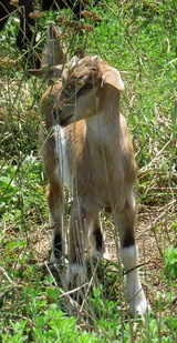 Zanna in pasture July 28, 2019