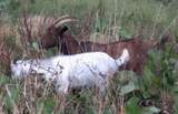 Kiona & her 3 month old wether, Renegade. 9/17/21