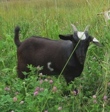 Brother after weaning. June 2019