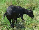 Curly loves his pasture. July 2019