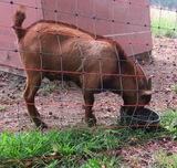 Chessie 9/5/19 side feeding