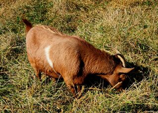 Photo of Juliet (Solis Occasus Villa)