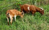 7/27/24 on Right with her daughter Gelato's Tiptoe