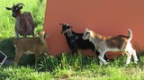 Apache with his Niece (black) & Twin Sister (red) & Dam. May 2, 2020. Other kids shown Not for Sale.