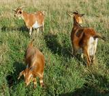 Sepia 8-2-20 with Dam: Salsa in rear & Grown Sister Maple on right