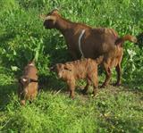 Chesapeake Terra (center) 4-24-20 with twin brother & dam - Juliet