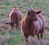 Terra  (left rear) with her mother Juliet 12-13-20