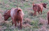 Terra (right rear) with her mother, Juliet. 12-13-20