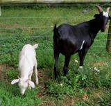 Cochise & his friend, Brother (wether) 6-15-20