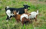 Cherries Jubilee (front) with her dam & 2 sisters 7/9/22