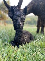 2023 cria -- Magnolia Belle