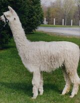 Alex's dam, two-time grand champion white, Ameripaca's Lorraine