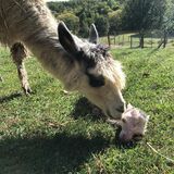 Minutes old