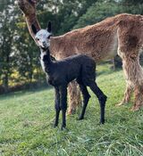 2023 cria, Luxe, at 4 days old