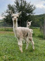 2023 cria -- LSG male, at 10 days old