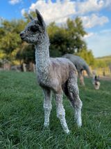 Beaumont, 7 days old