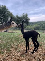 Luxe & Emma at 24 hours old