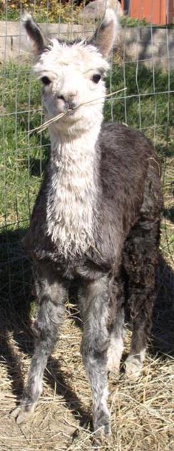 Lilly's Cria November 20, 2013