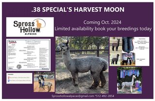 Photo of .38 Special's Harvest Moon