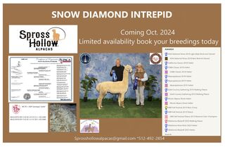 Photo of Snow Diamond Intrepid