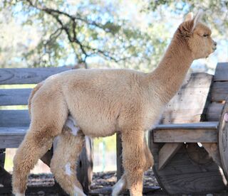 Photo of Alpaca Fiber Animal Package